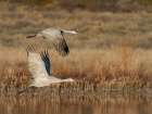 Sandhill cranes lift off from evening roosting ponds, Bosque del Apache NWR, New Mexico Art Print